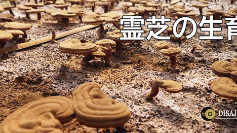 霊芝の生育
